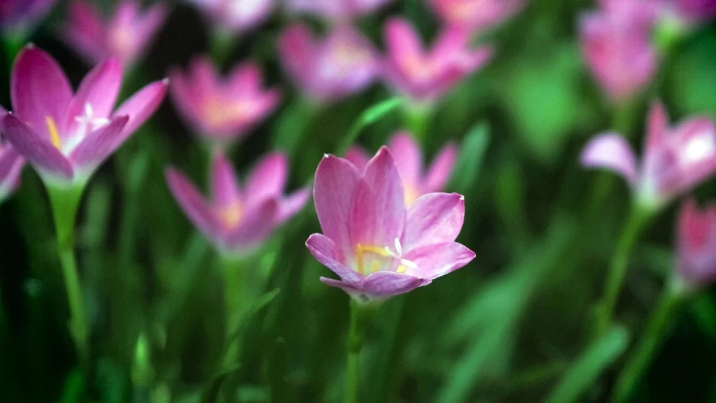 Pink Orchid Petals Bloom gray Garden
