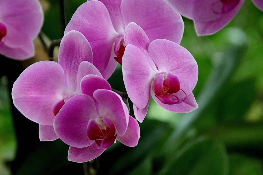 Pink Orchid Petals Bloom gray Garden
