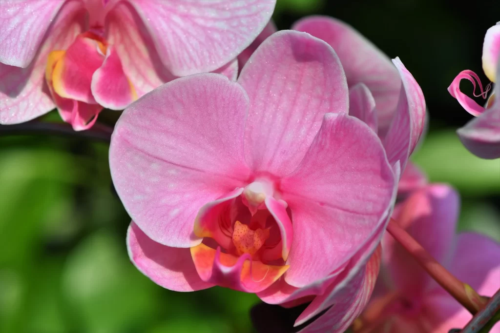 Pink Orchid Petals Bloom warm Garden
