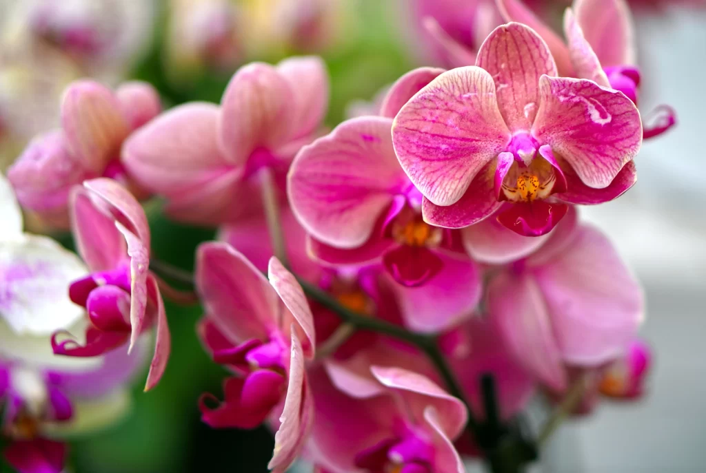 Pink Orchid Petals Bloom warm Garden
