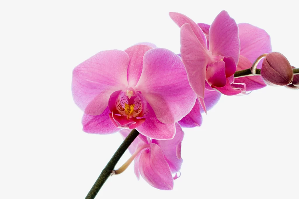 Pink Orchid Petals Bloom warm Bud