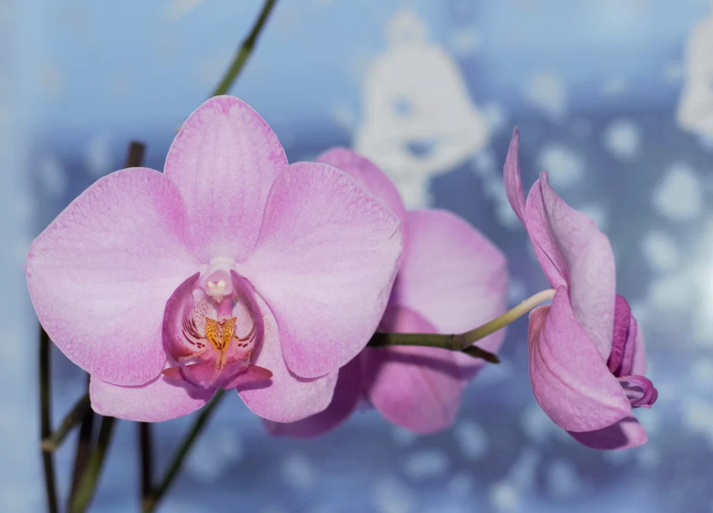 Pink Orchid Petals Bloom cool Garden