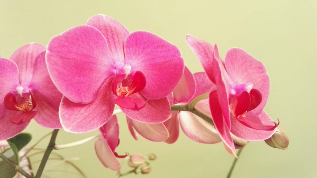 Pink Orchid Petals Bloom warm Bud
