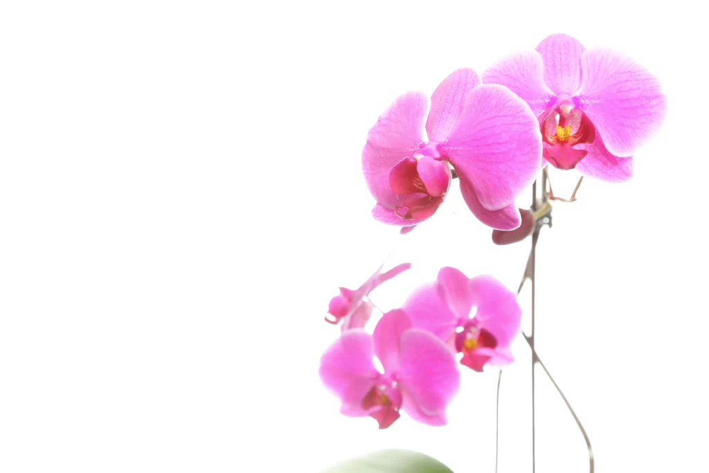 Pink Orchid Petals Bloom Stem