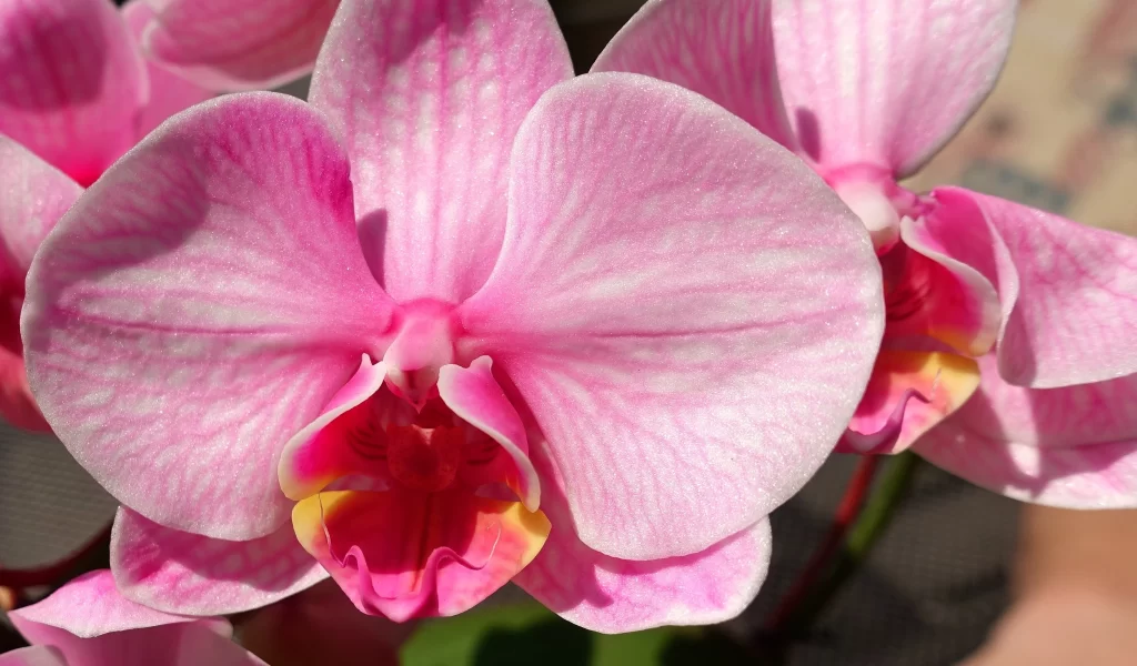 Pink Orchid Petals Bloom warm Garden