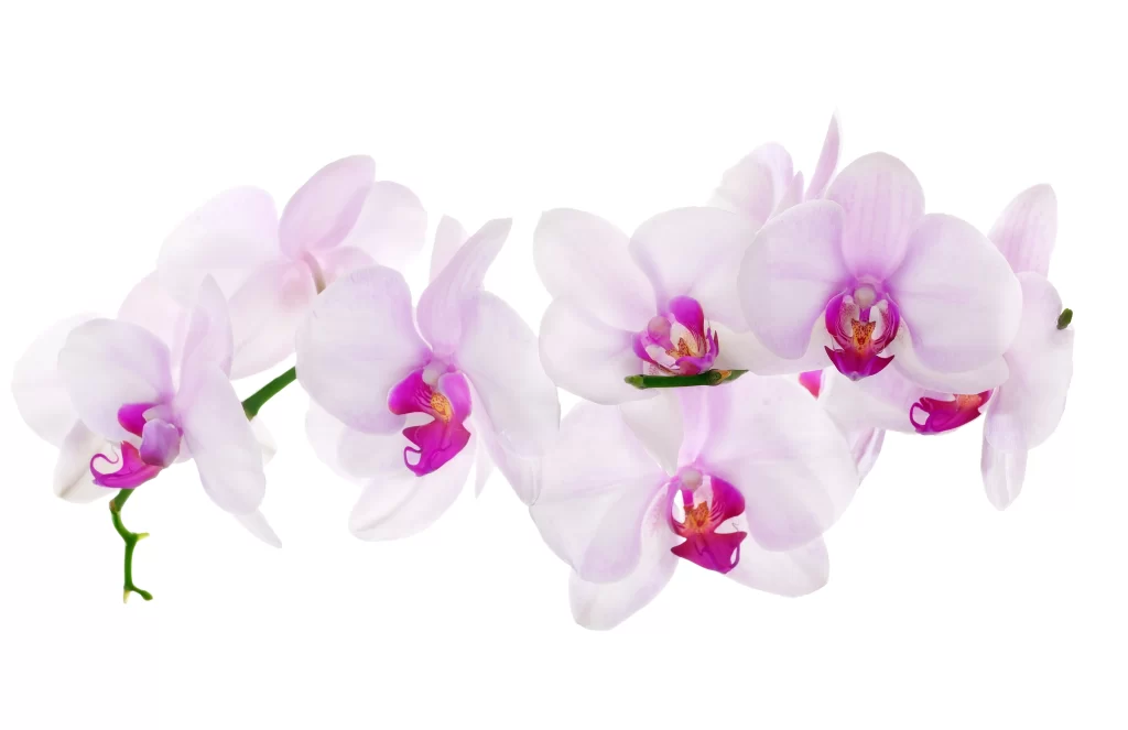 Pink Orchid Petals Bloom Purple Center