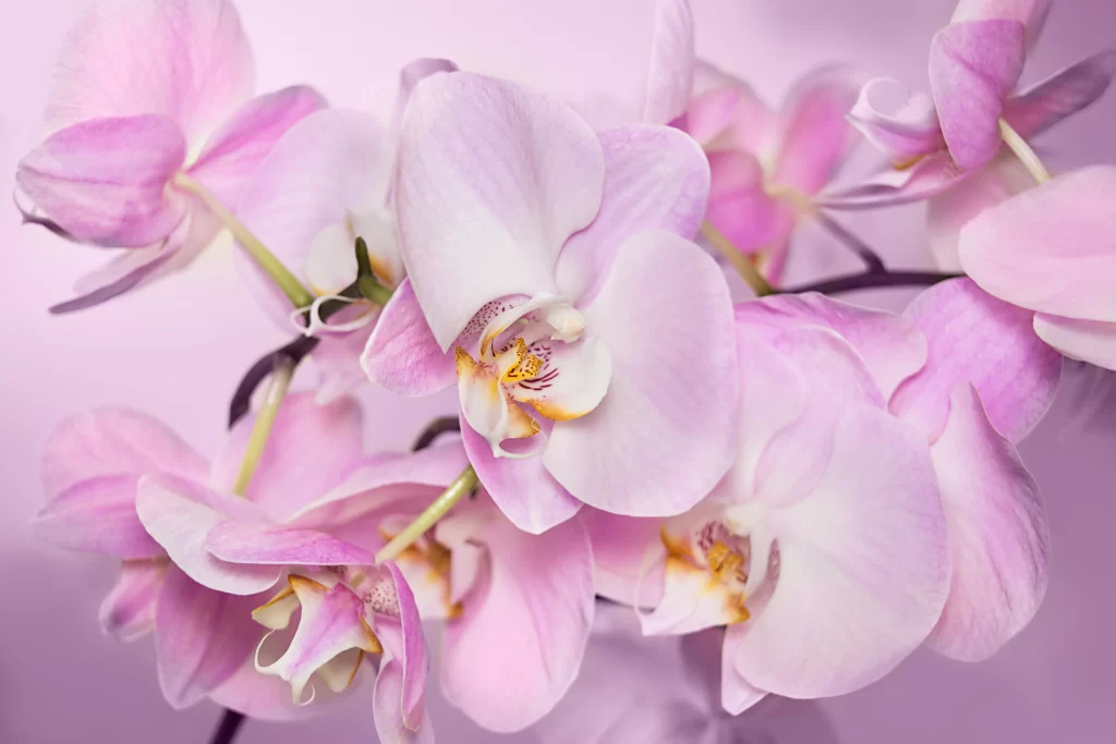 Pink Orchid Petals Bloom Delicate
