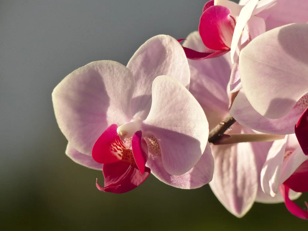 Pink Orchid Petals Bloom gray Garden