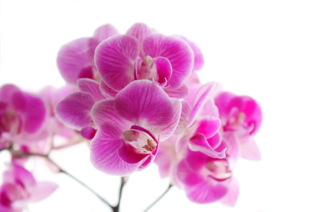 Pink Orchid Petals Bloom Soft Focus
