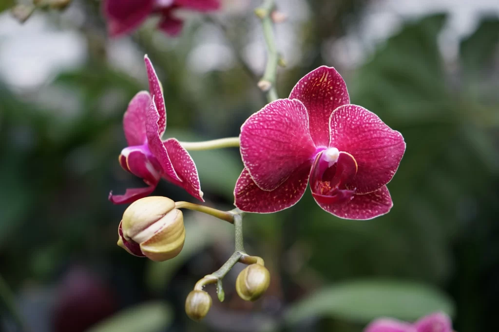 Pink Orchid Petals Blooming Green