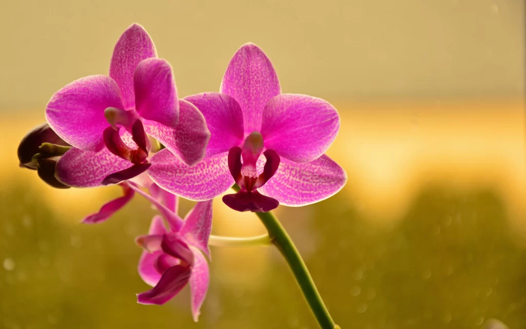 Pink Orchid Petals Blooming warm Nature