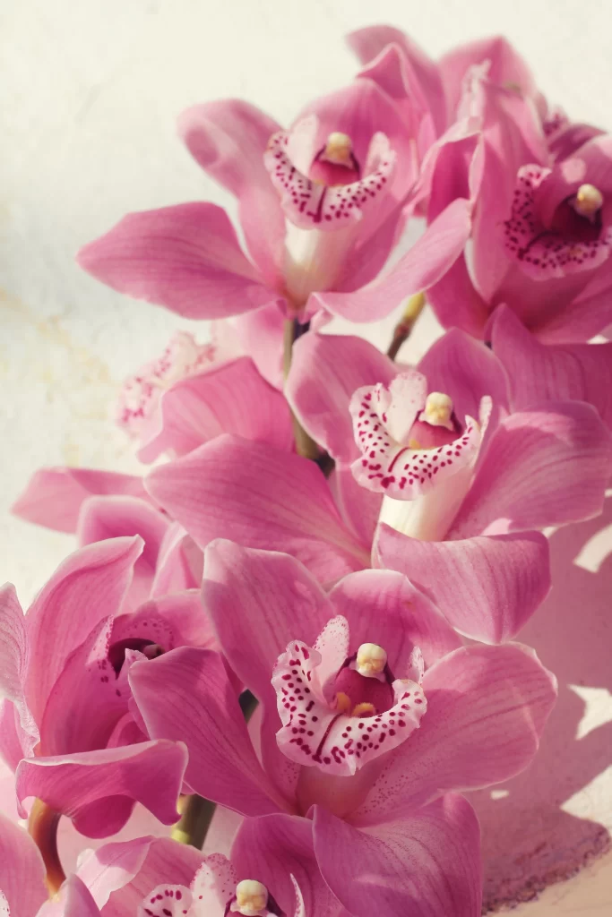 Pink Orchid Petals Blooming Delicate