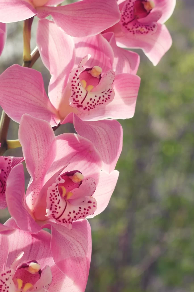 Pink Orchid Petals Blooming warm Nature