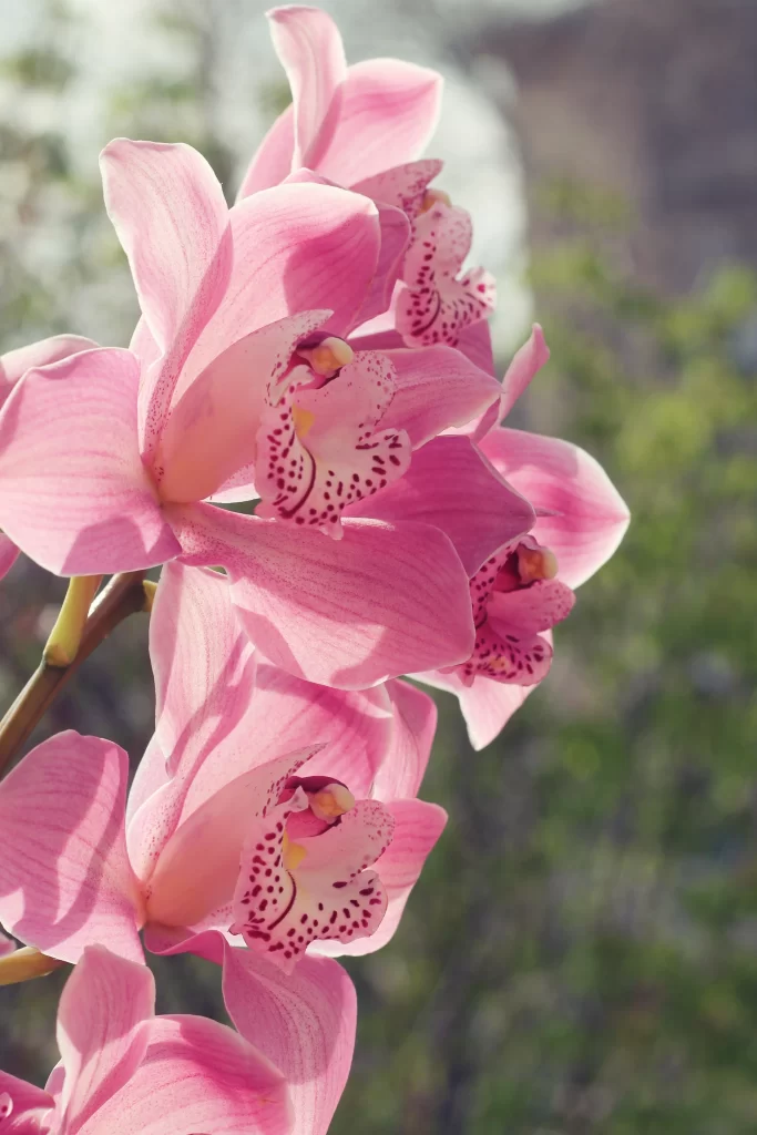 Pink Orchid Petals Blooming warm Nature