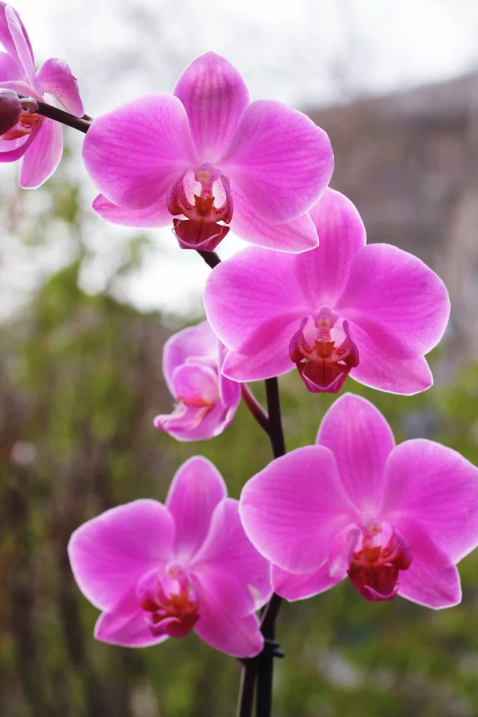 Pink Orchid Petals Blooming warm Garden
