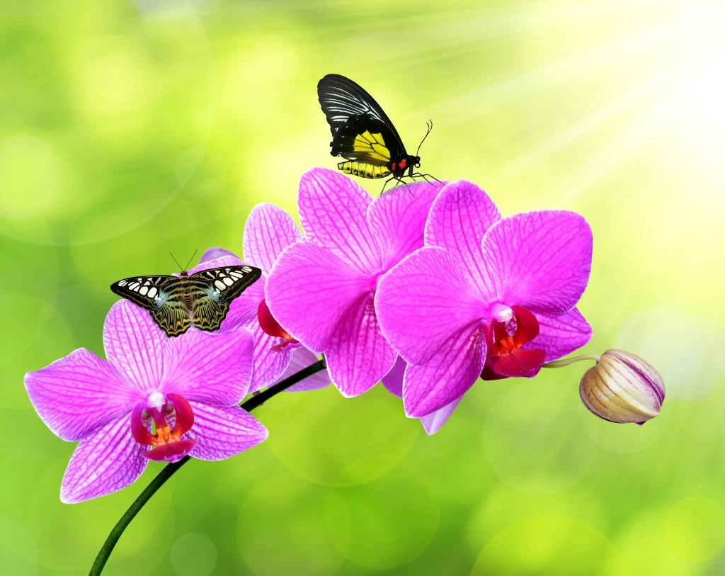 Pink Orchid Petals Blooming Butterflies