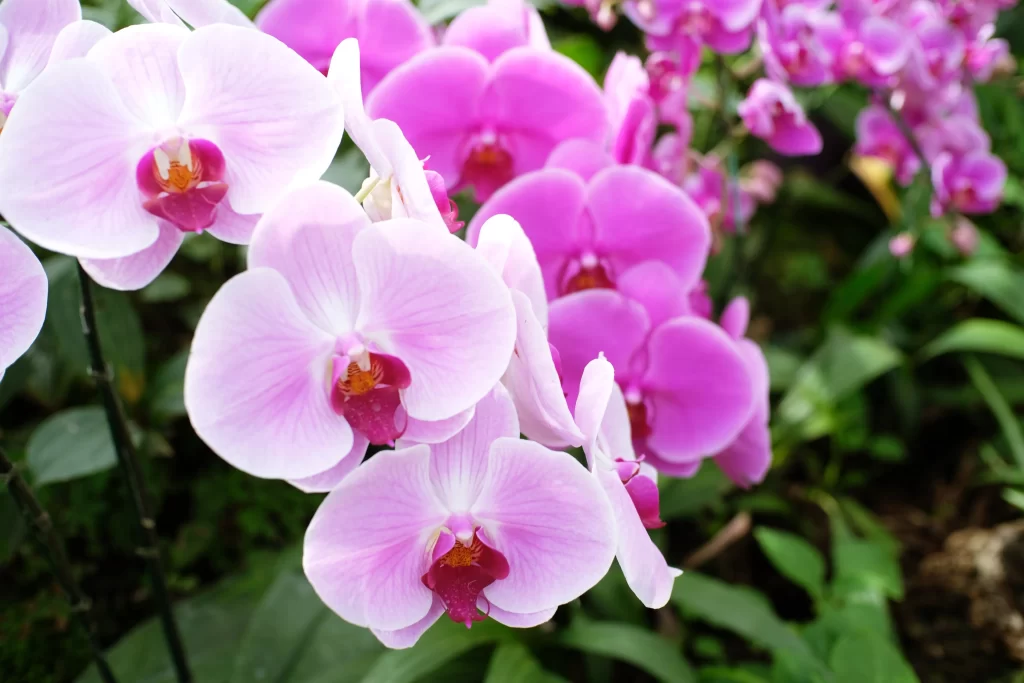 Pink Orchid Petals Blooming gray Garden