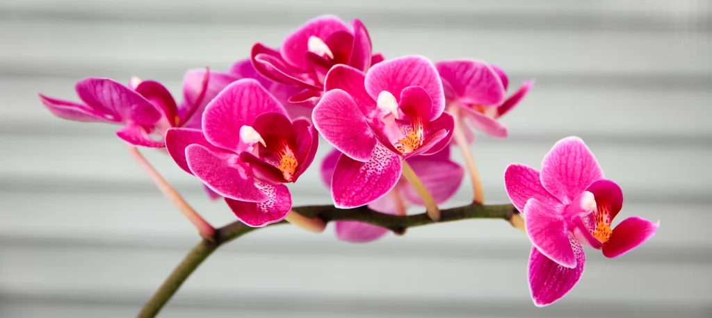 Pink Orchid Petals Blooming Stem