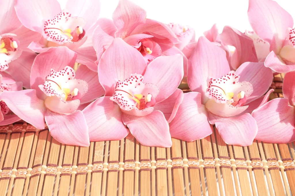 Pink Orchid Petals Blooms Delicate Texture