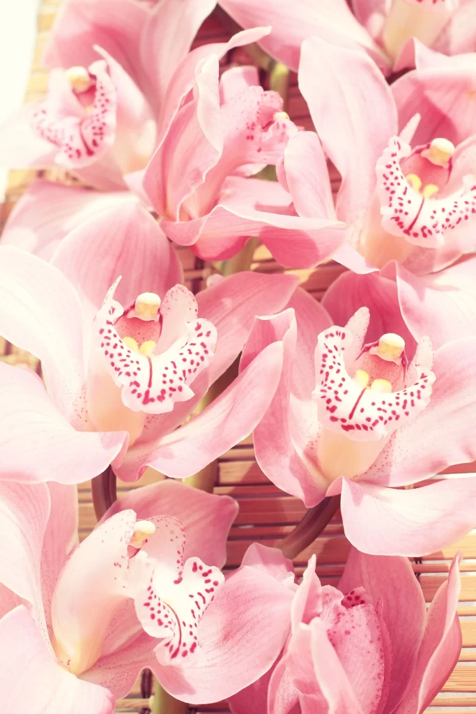 Pink Orchid Petals Blooms Spotted Centers