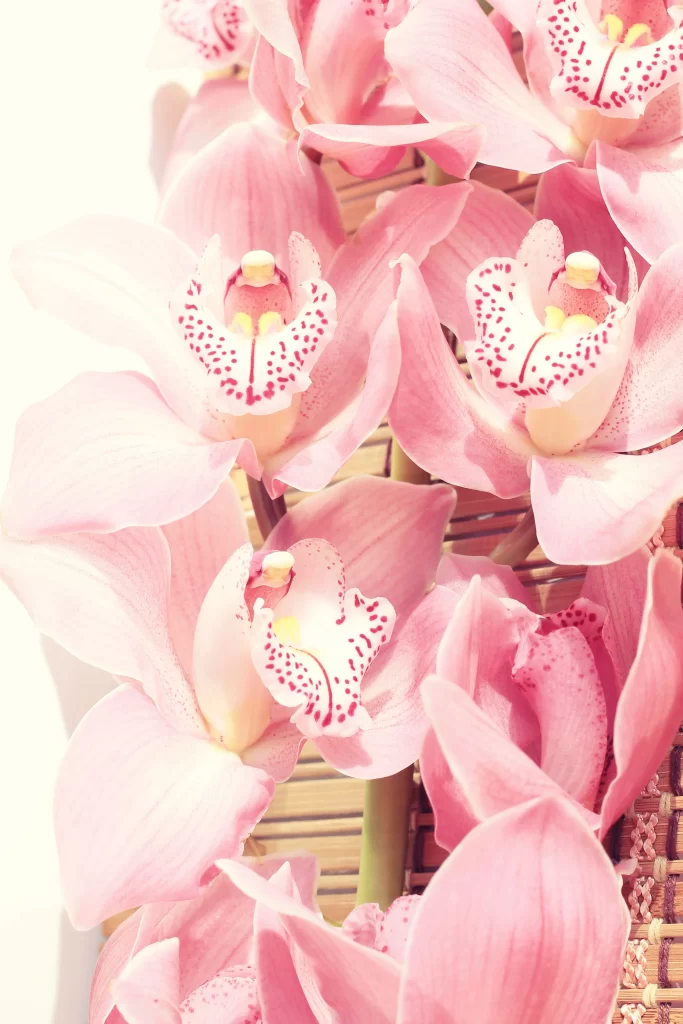 Pink Orchid Petals Blooms Delicate Beauty