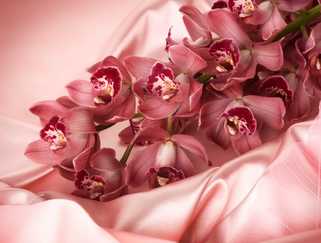 Pink Orchid Petals Blooms Texture