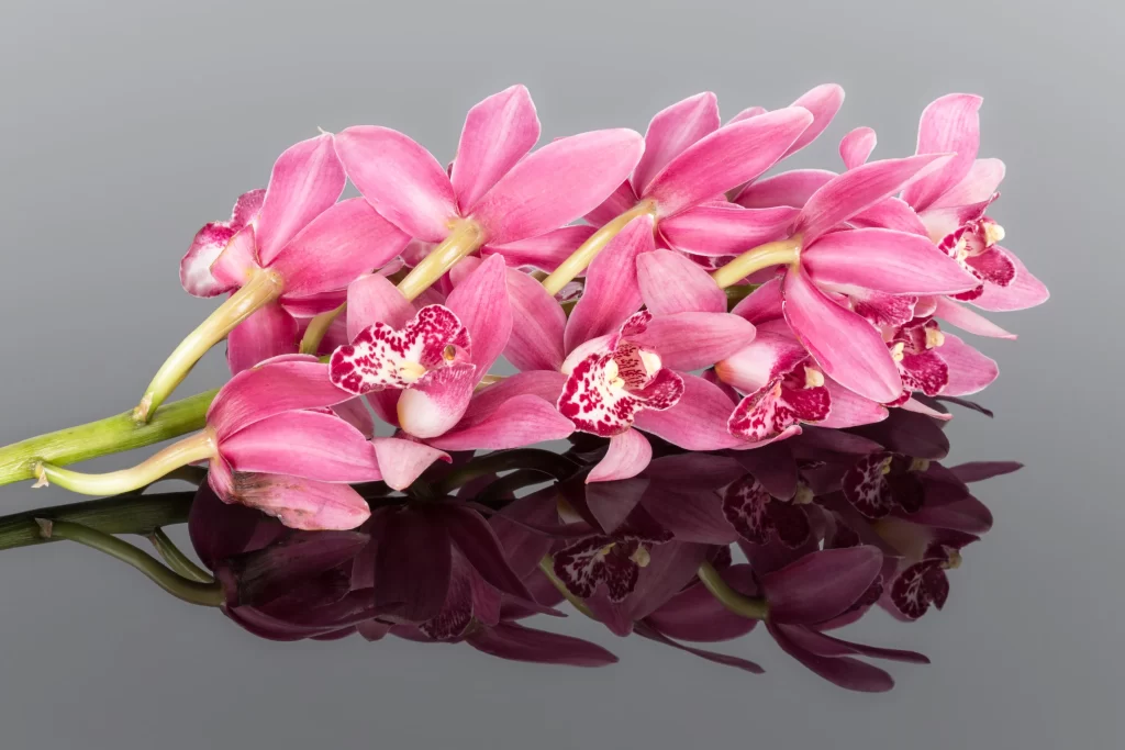 Pink Orchid Petals Blooms Reflection