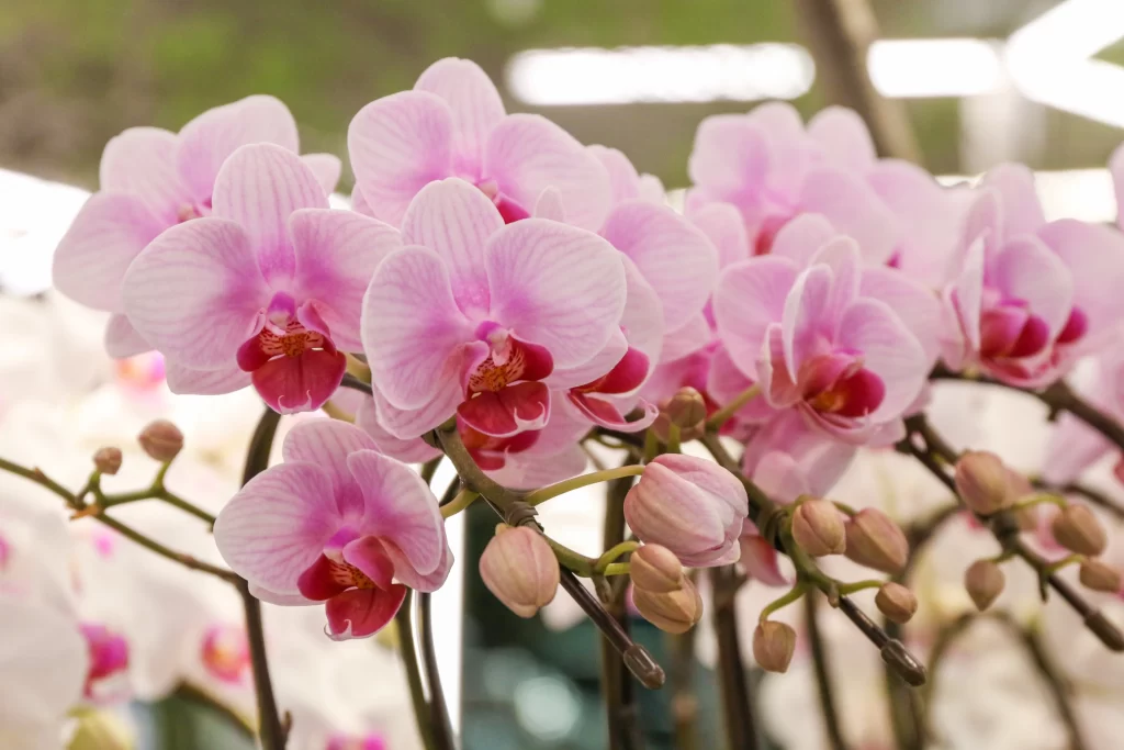 Pink Orchid Petals Blooms warm Bud