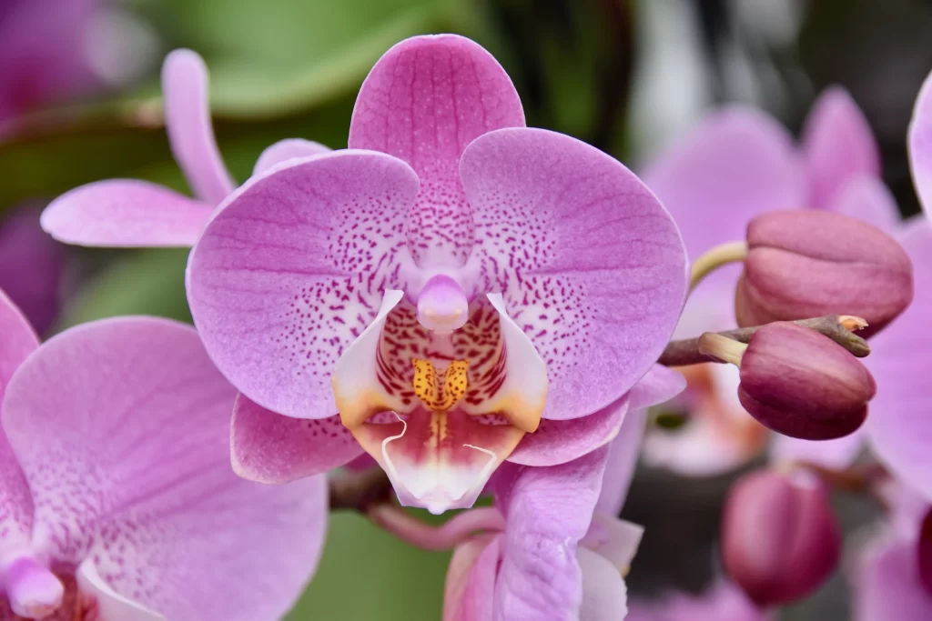 Pink Orchid Petals Blooms Spots Yellow