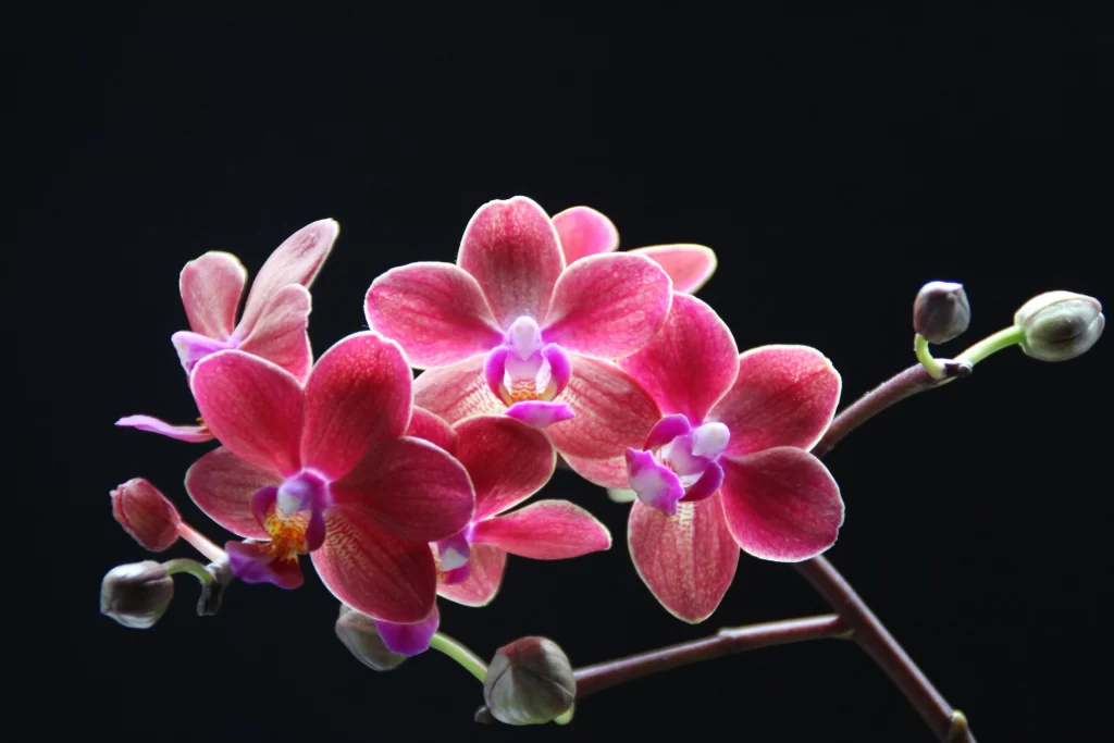 Pink Orchid Petals Blooms dark Bud
