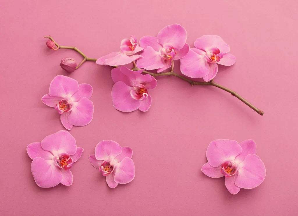 Pink Orchid Petals Blooms Stem