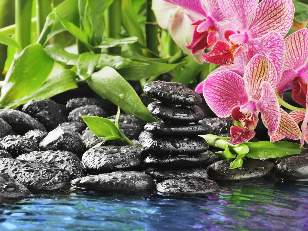 Pink Orchid Petals Blooms Greenery