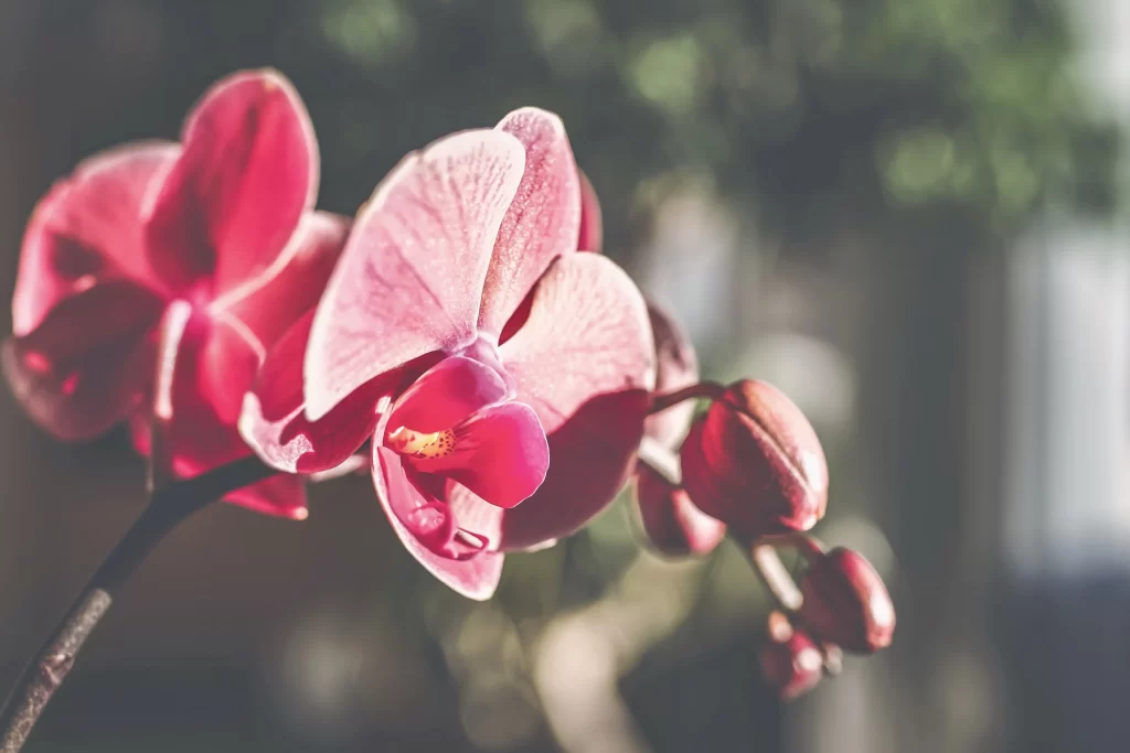 Pink Orchid Petals Bud