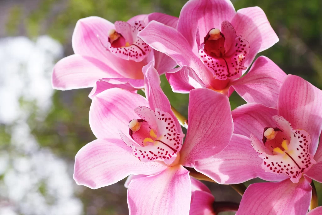 Pink Orchid Petals Dotted Yellow