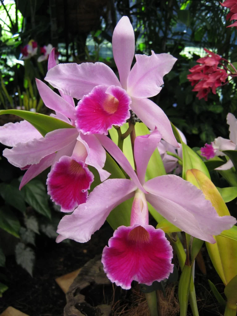 Pink Orchid Petals Fuchsia Lip Ruffled Edges