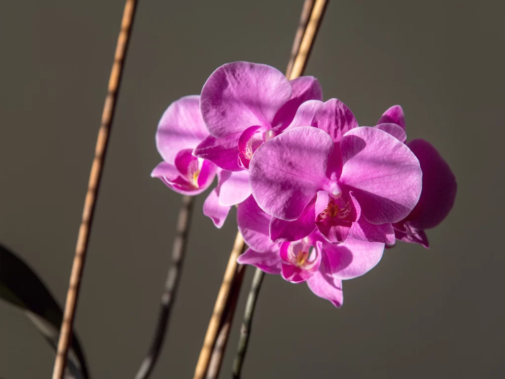 Pink Orchid Petals gray Blooming
