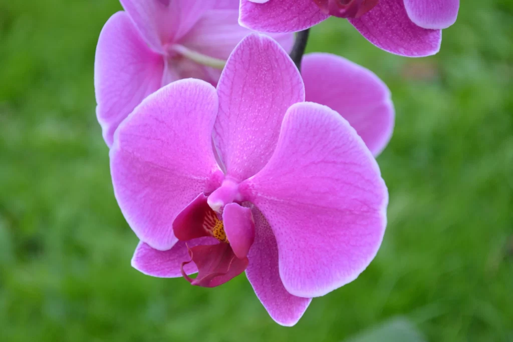 Pink Orchid Petals gray Blooming
