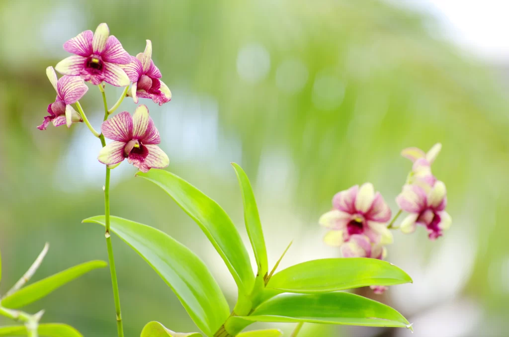Pink Orchid Petals Green Leaves