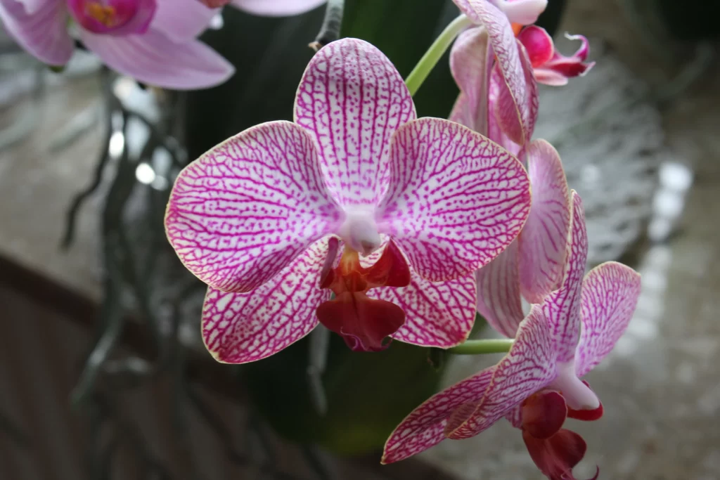 Pink Orchid Petals Maroon Center Veins