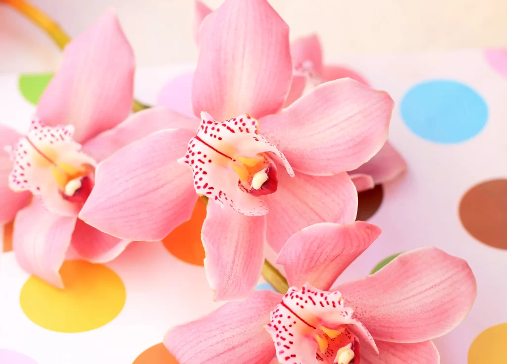 Pink Orchid Petals Polka Dots Background