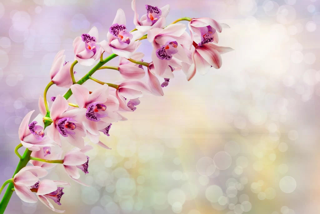 Pink Orchid Petals Purple Centers Green Stem