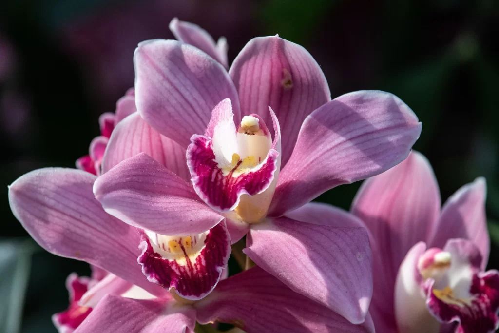 Pink Orchid Petals Purple Lips Yellow Center