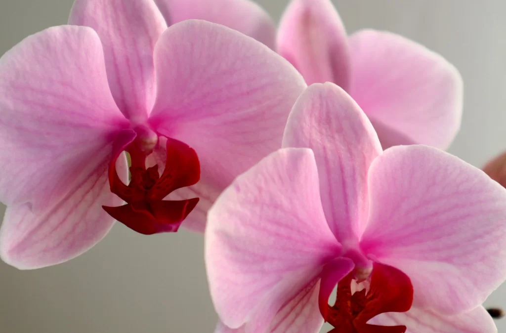 Pink Orchid Petals Red Center