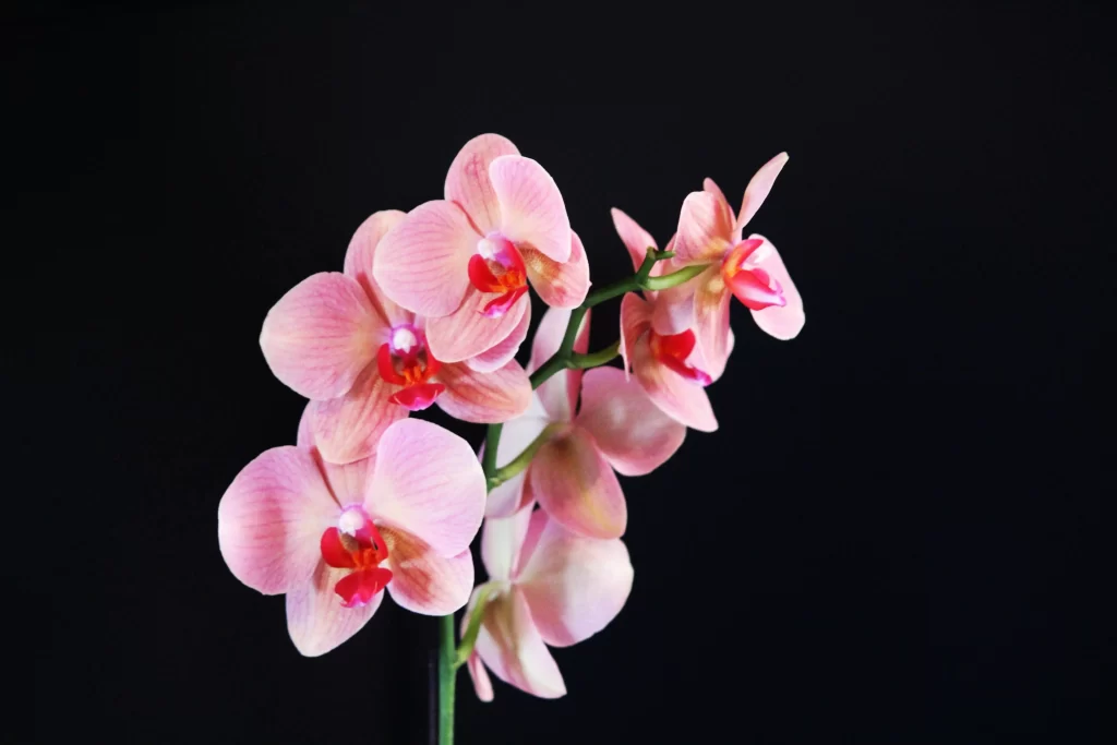 Pink Orchid Petals Red Center Stripes