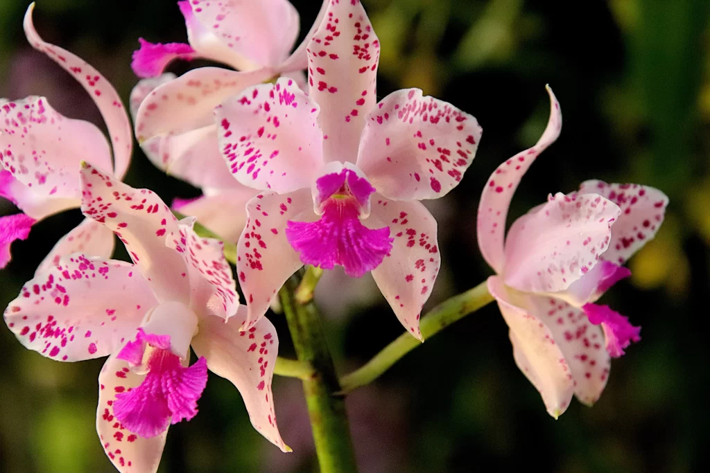 Pink Orchid Petals Speckled Purple