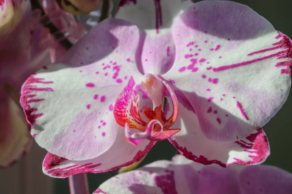 Pink Orchid Petals Speckled Red