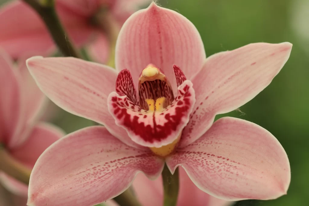 Pink Orchid Petals Speckled Red Center