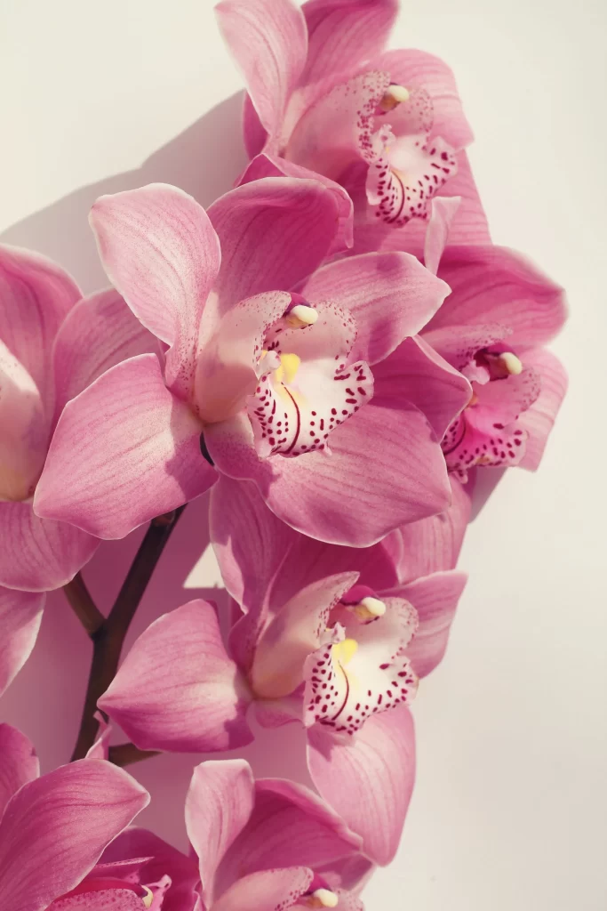Pink Orchid Petals Spots Yellow warm Center