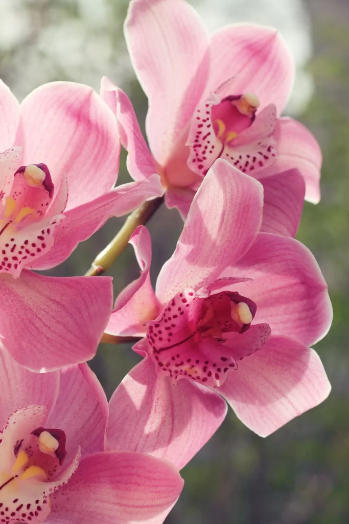 Pink Orchid Petals Spots Graceful