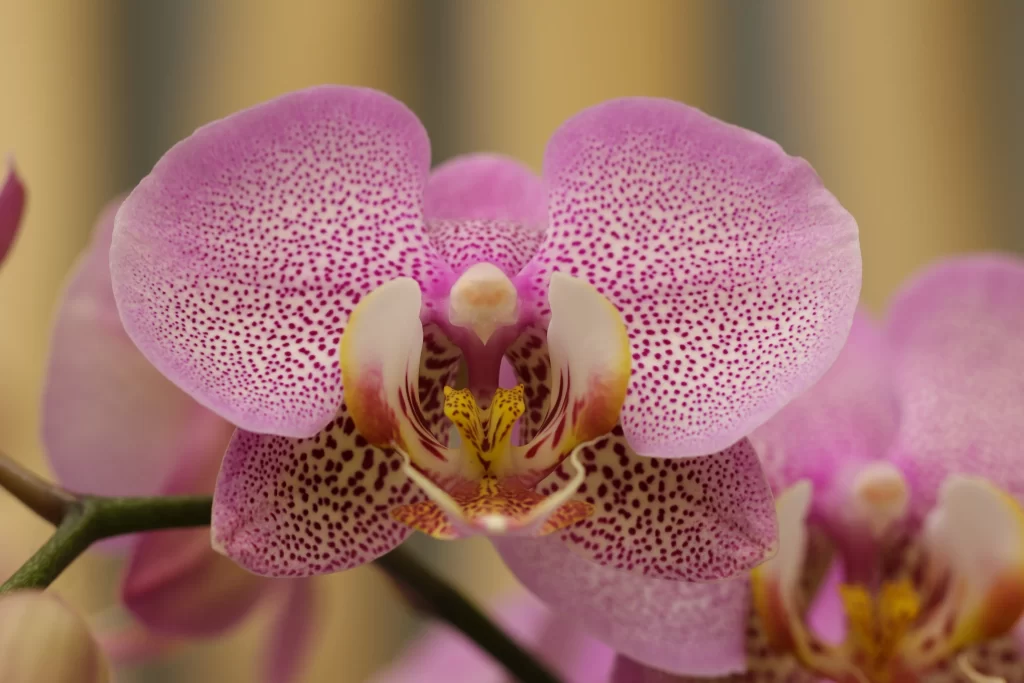 Pink Orchid Petals Spots Yellow warm Center